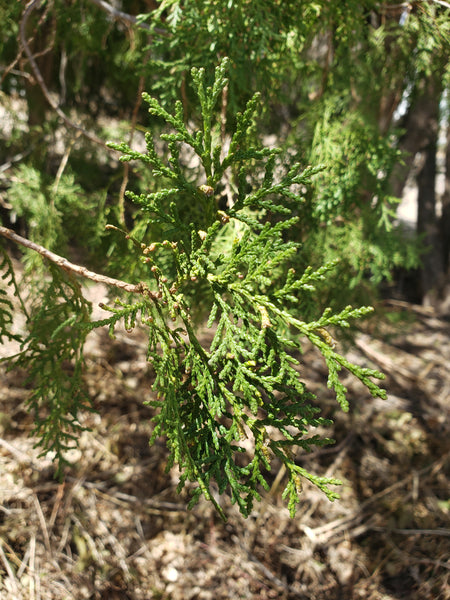 Platycladus orientalis, or ce bai