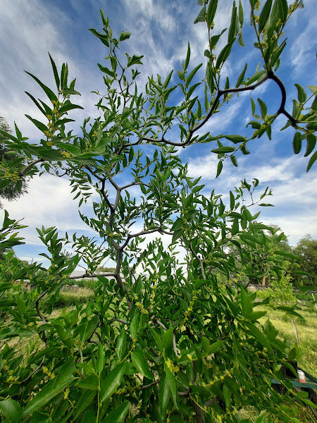 Jujube, 'So' (Bare Root)