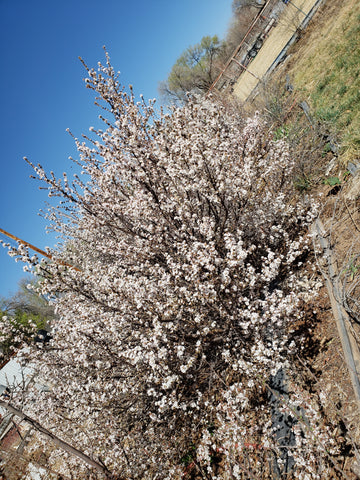 Cherry, Nanking, 'Jules'