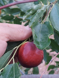 Jujube, 'Redland' (Bare Root)