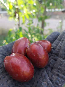 Jujube, 'Sihong'