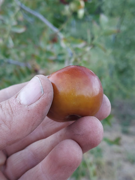 Jujube, 'Chico'