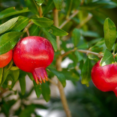 Pomegranate, Al Sirin Nar