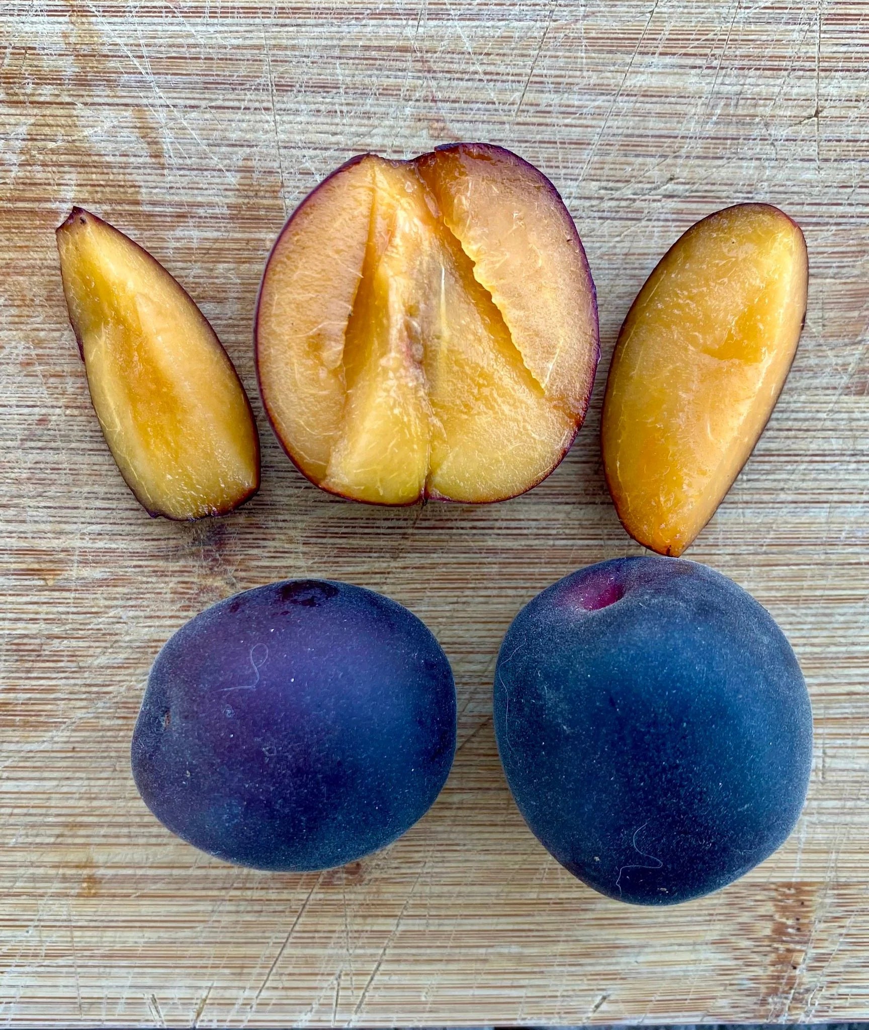 Apricot, 'Tlor Tsiran'