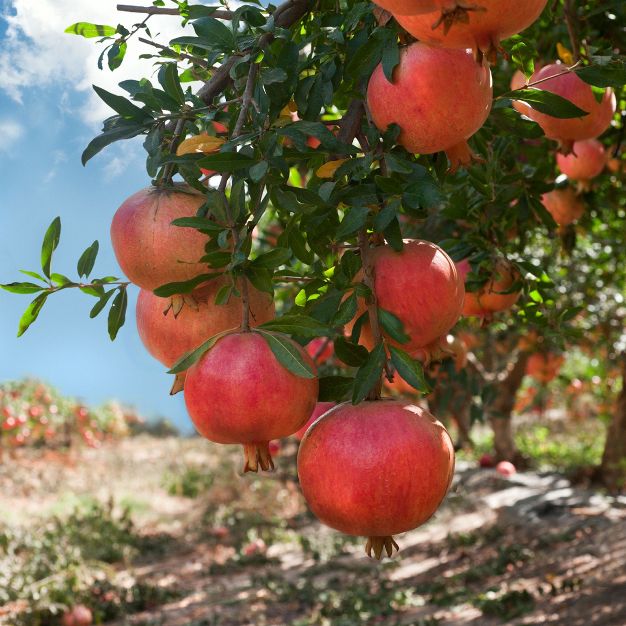 Pomegranate, Kara Bala Miursal