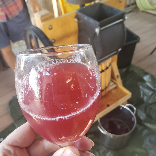 Grape, 'Baco Noir'