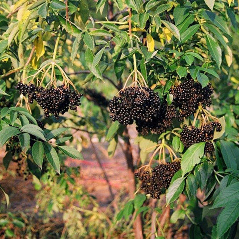 Elderberry, 'Ranch'