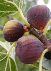 Fig, 'Olympian'