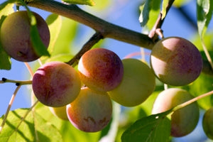 Plum, American