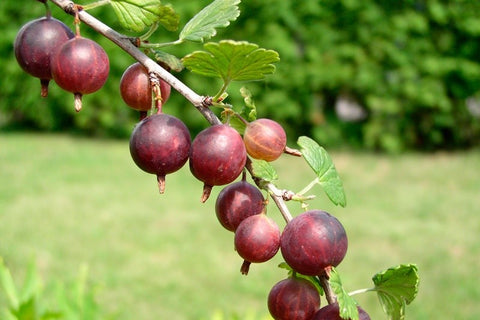 Gooseberry, 'Captivator'