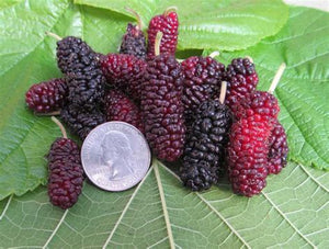 Mulberry, 'Silk Hope' (Bare Root)