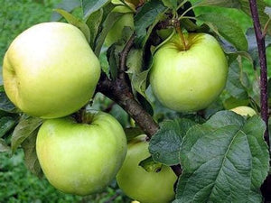 Apple, 'Antonovka' (Bare Root)