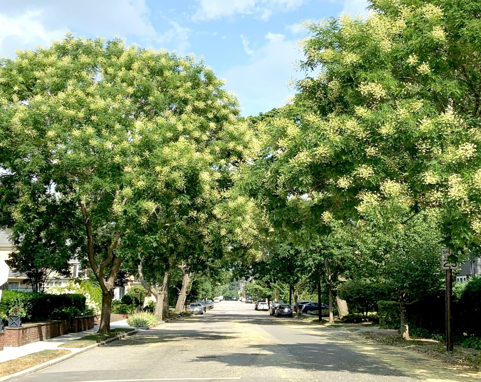 Pagoda Tree (Bare Root)