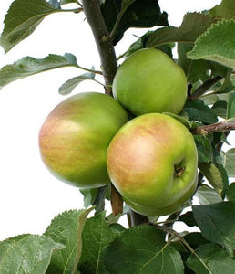 Apple, 'Granny Smith'