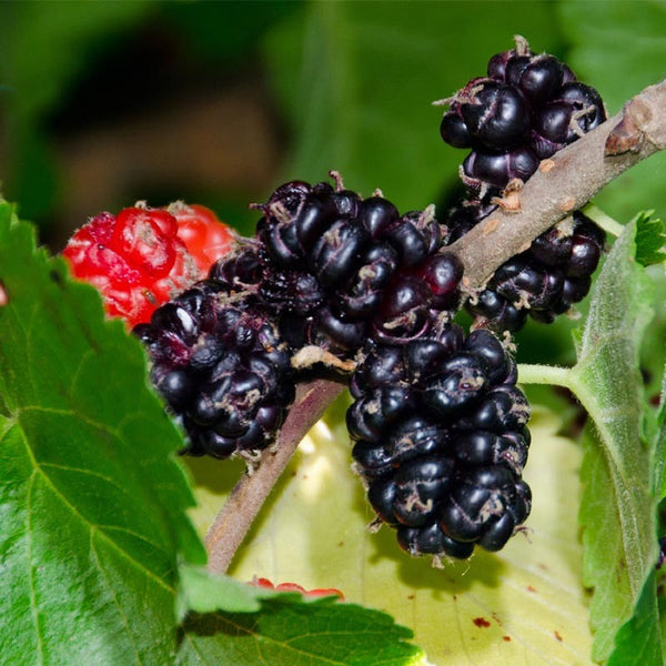 Mulberry, 'Dwarf Everbearing' (Bare Root)