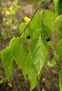 Hackberry, Common