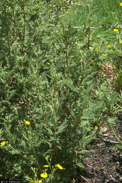 Fern bush