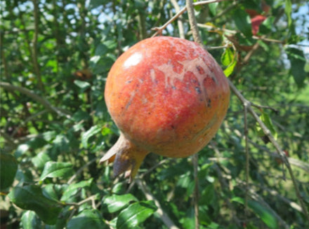 Pomegranate, Kaim Anor