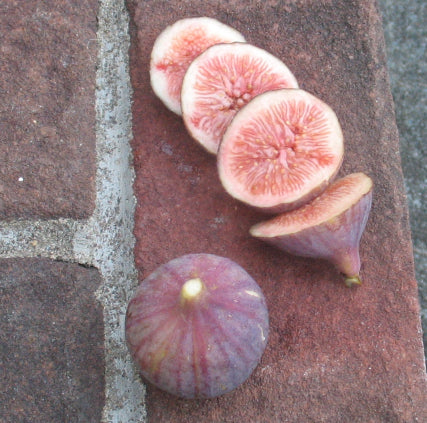 Fig, 'LSU Tiger'