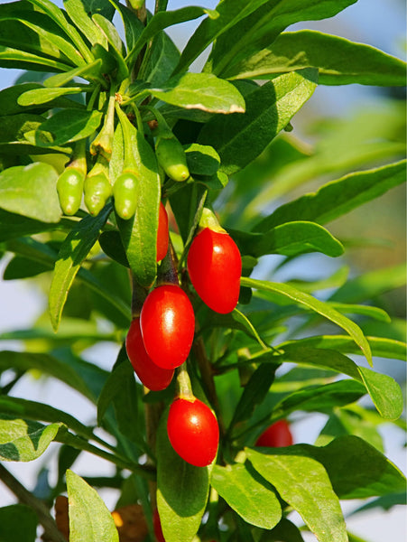 Goji Berry (Bare Root)