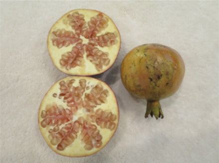 Pomegranate, Salavatski