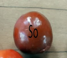 Jujube, 'So' (Bare Root)