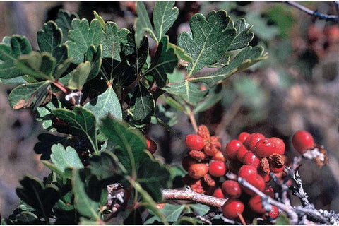 Sumac, three-leaf (Rhus trilobata)