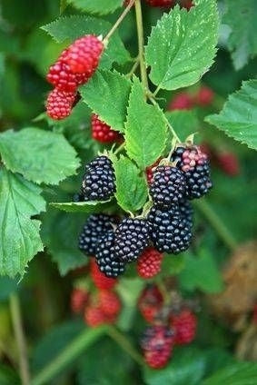 Blackberry, 'Triple Crown'