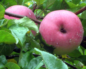 Apple, 'Wolf River'